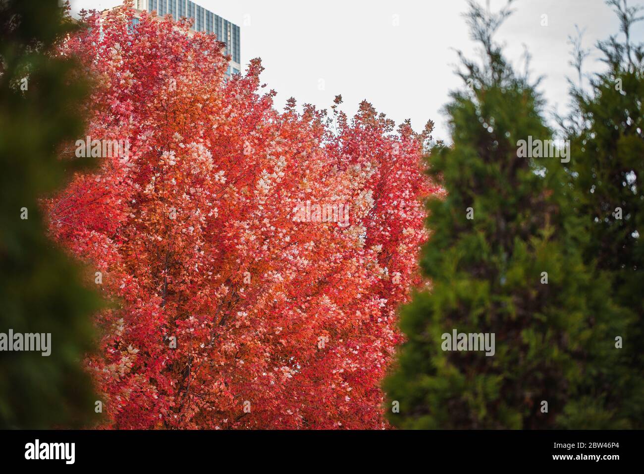 Couleurs vives et colorées de l'automne Orange des arbres dans le parc Millennium dans le centre-ville historique de Chicago Banque D'Images