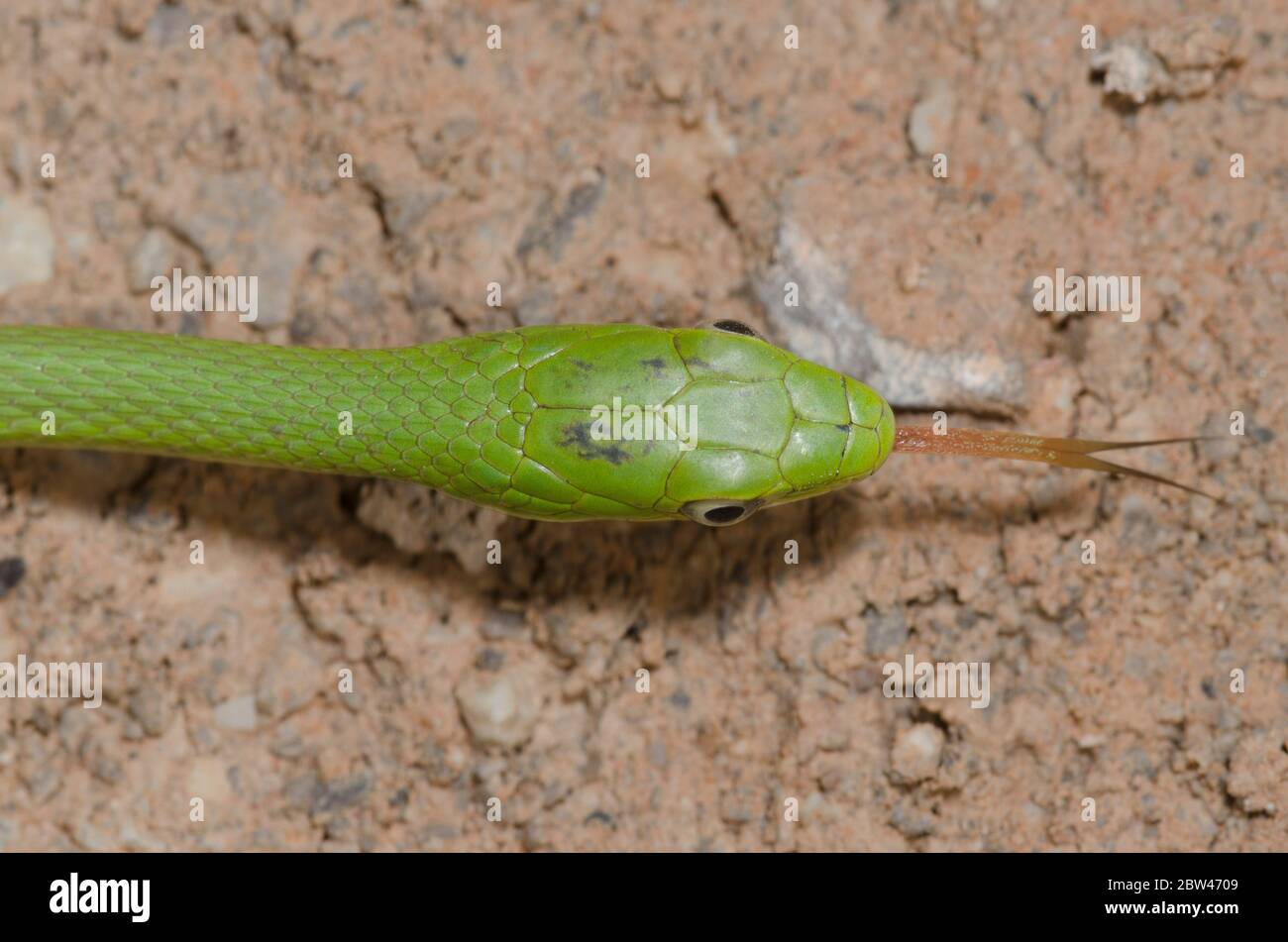 Serpent vert rugueux, Opheodrys aestivus, se basiant sur la route de gravier et la langue de flicking Banque D'Images