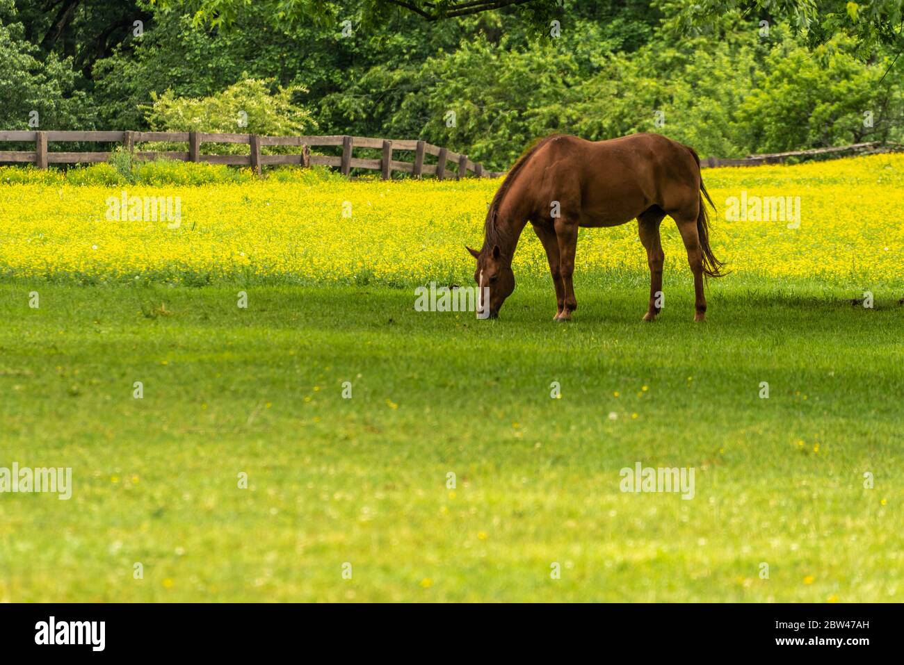 Cheval dans un pâturage de fleurs de printemps jaunes niché dans les montagnes Blue Ridge à la maison Dillard à Dillard, Géorgie. (ÉTATS-UNIS) Banque D'Images