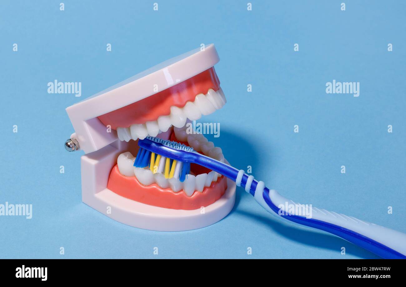 Dentiste montrant comment nettoyer les dents et la gomme sur le modèle de mâchoire dentaire sur fond bleu. Banque D'Images