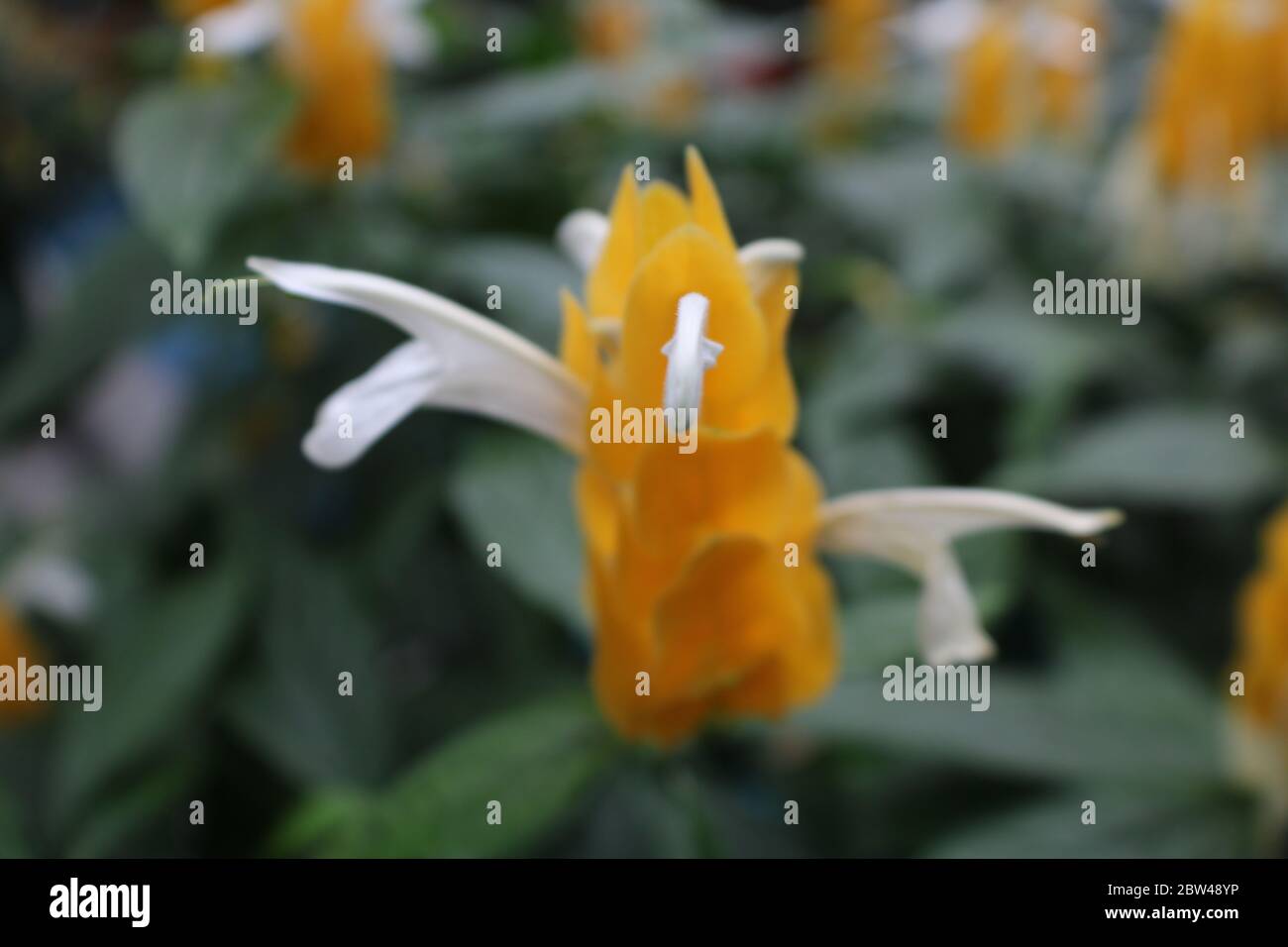 une petite fleur drôle qui ressemble presque à un oiseau. Banque D'Images