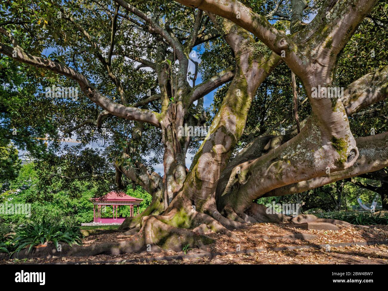 Moreton Bay Fig, arbre de ficus à Albert Park, centre-ville d'Auckland, Île du Nord, Nouvelle-Zélande Banque D'Images