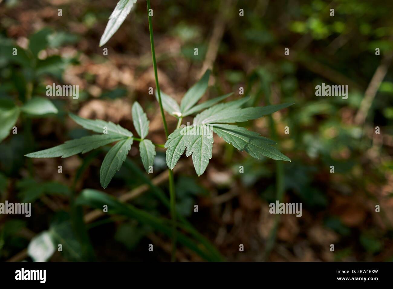 Cardamine bulbifera avec fleurs lilas Banque D'Images