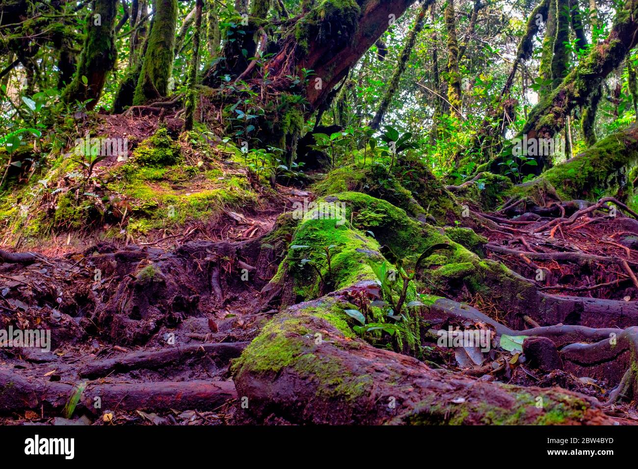 La forêt moussue de Gunung Brinchang, Brinchang, Malaisie Banque D'Images