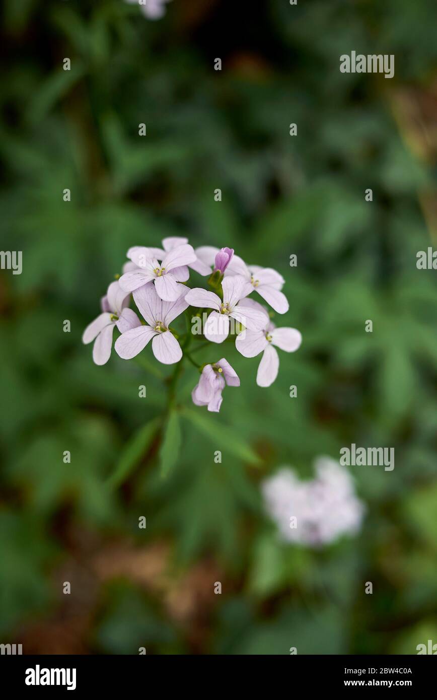 Cardamine bulbifera avec fleurs lilas Banque D'Images