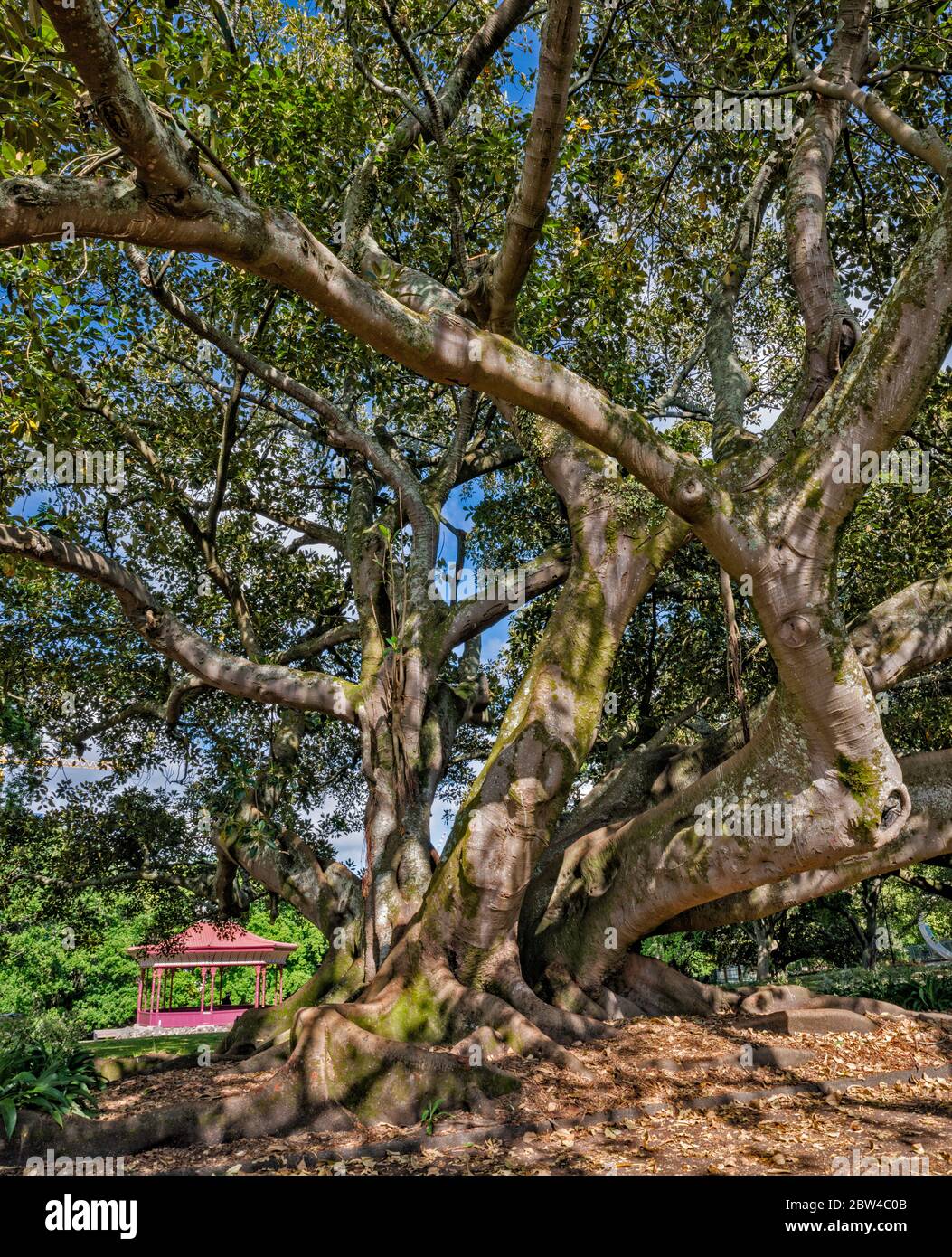 Moreton Bay Fig, arbre de ficus à Albert Park, centre-ville d'Auckland, Île du Nord, Nouvelle-Zélande Banque D'Images