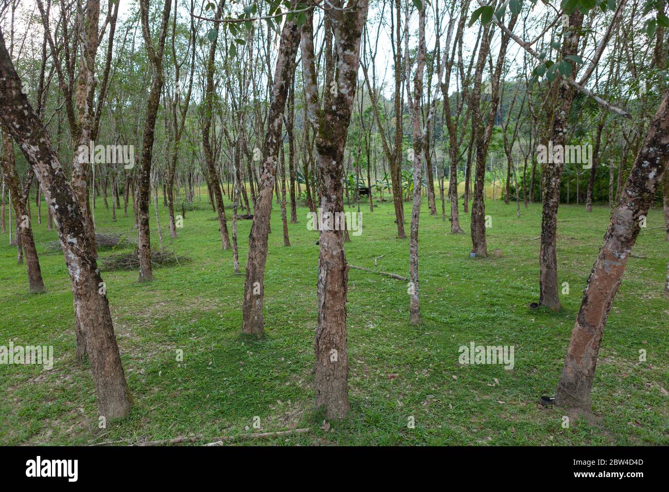 Paysage de Hevea brasiliensis Muell. Jardin ARG. Ou Para Rubber Banque D'Images