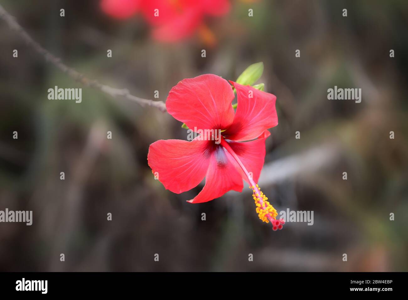 Gros plan d'une fleur rouge d'un hibiscus tropical sur fond sombre à l'intérieur des jardins botaniques de la Alameda, Gibraltar. Banque D'Images