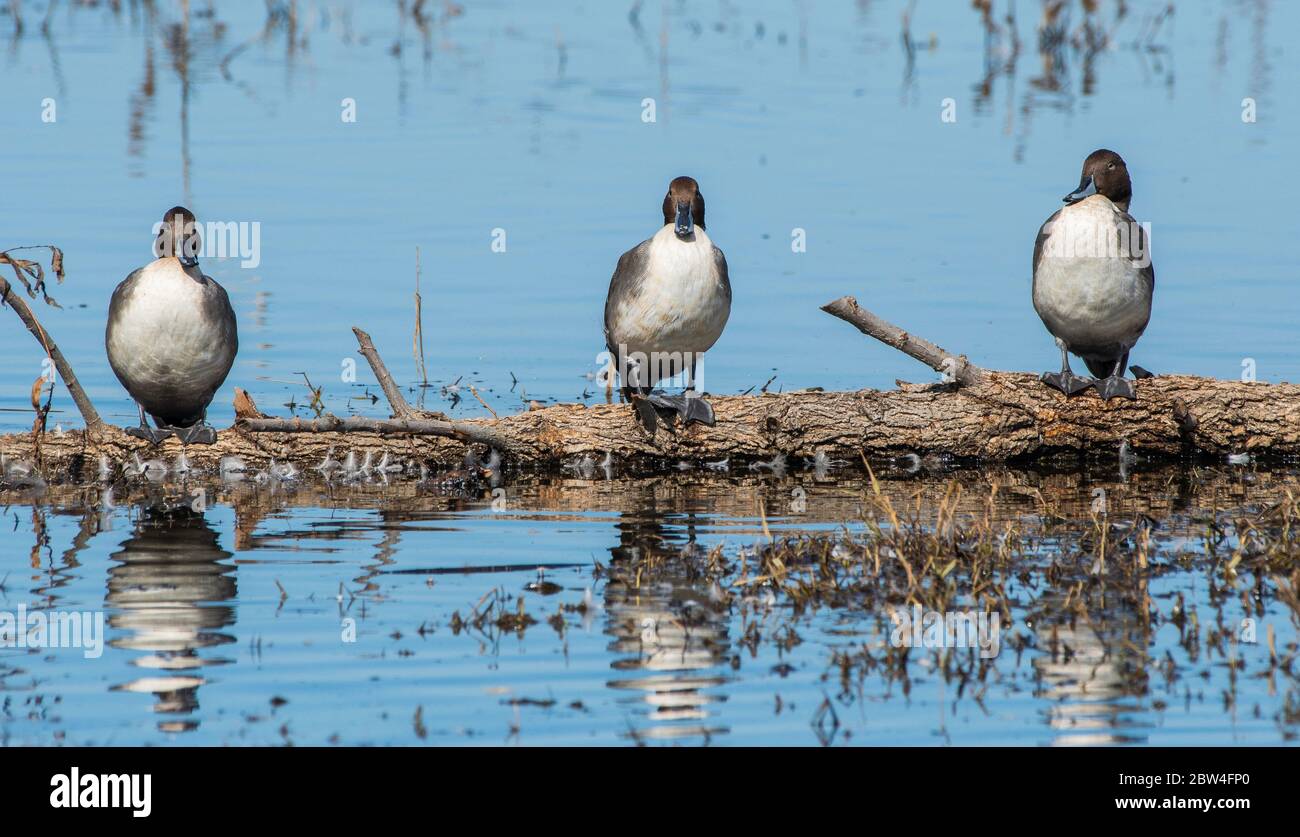 Mâles Northern Pintails, Aas acuta, à la réserve naturelle nationale de Colusa, Californie Banque D'Images