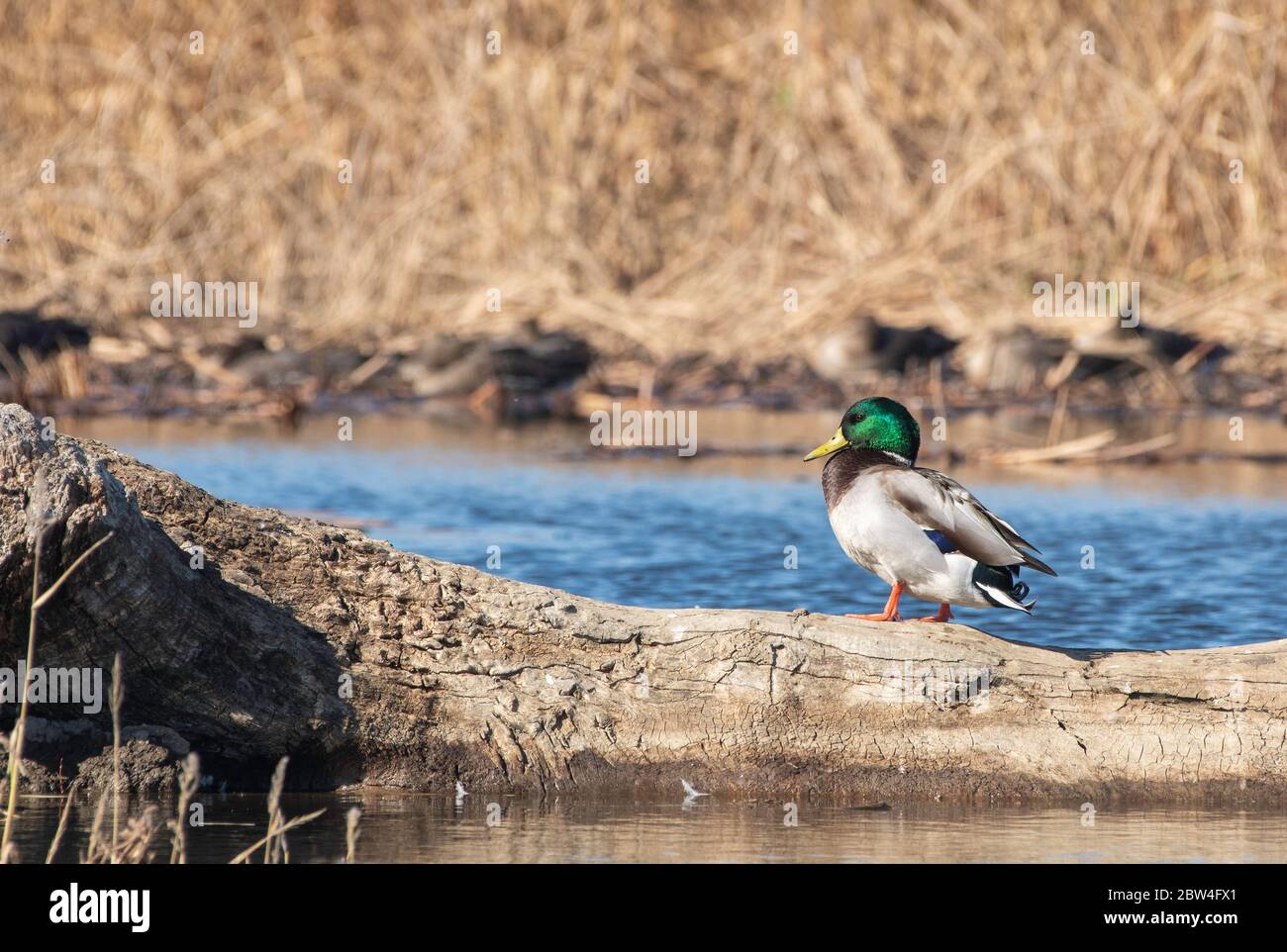 Mallard mâle, Aras platyrhynchos, à la réserve naturelle nationale de Colusa, Californie Banque D'Images