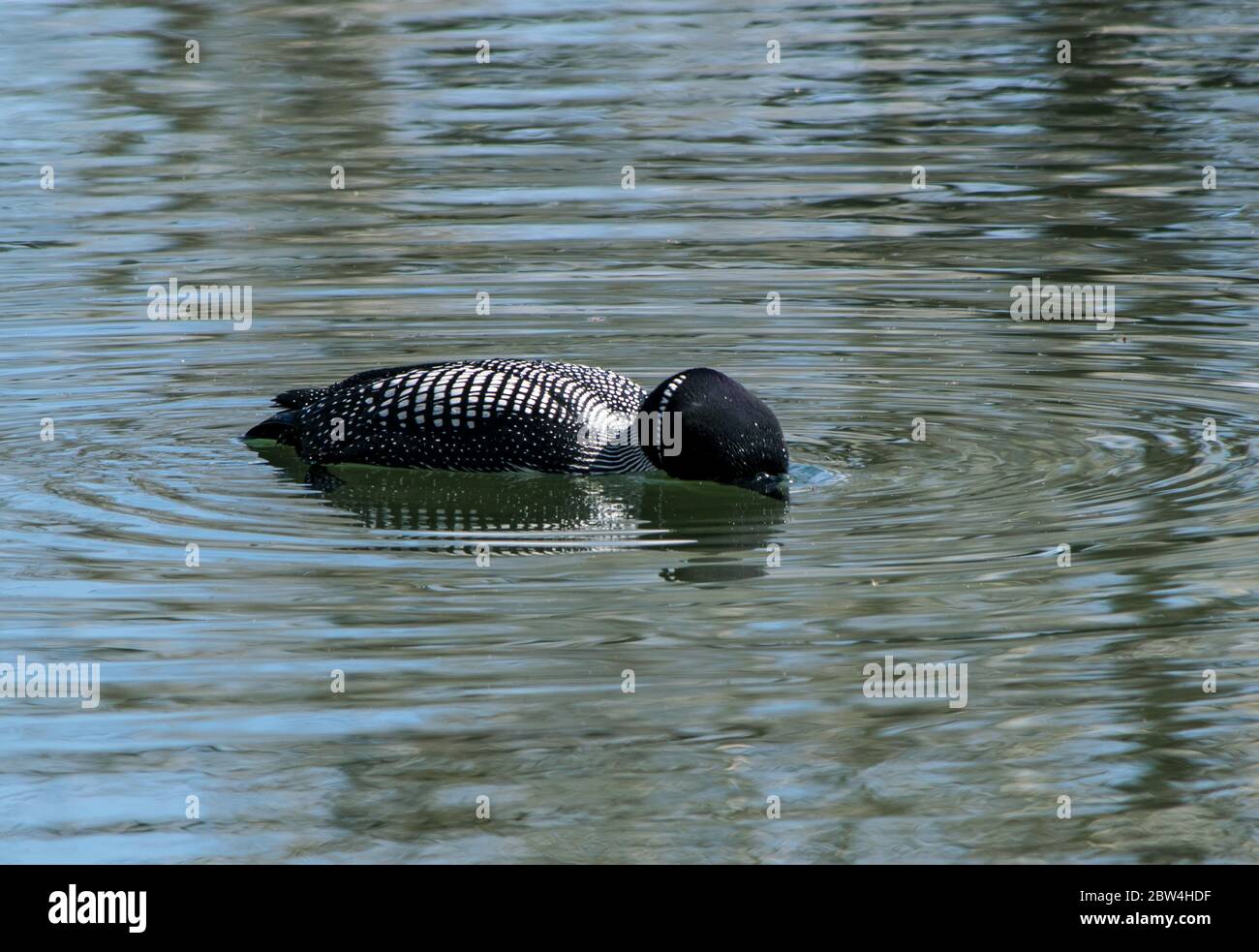 Lone Loon Banque D'Images