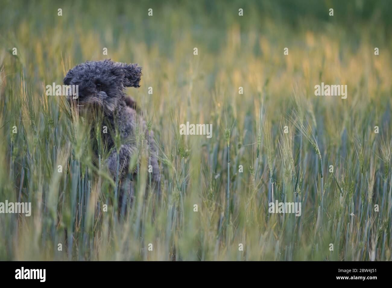 Mignon chien de coolé gris de 1 an sautant tranquillement à travers un champ de maïs au coucher du soleil Banque D'Images