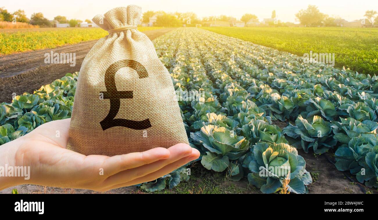Agriculteur tenant un sac d'argent sur le fond des plantations de chou. Le développement de l'industrie agricole. Startups agricoles. Prêts et impor Banque D'Images