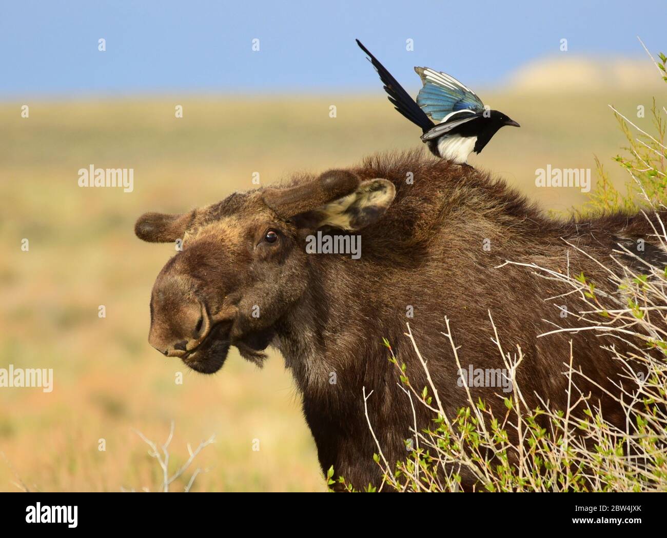 Un magpie à bec noir se trouve sur un jeune orignal à tête de taureau pour chercher des tiques au printemps, au Seedskadee National Wildlife Refugee le 15 mai 2020, dans le comté de Sweetwater, Wyoming. Banque D'Images