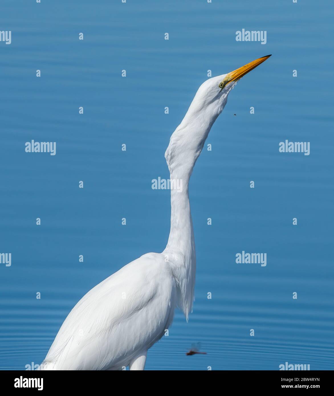 Un grand Egret, Ardea alba, envahit un vile de Californie Meadow, Microtus californicus, à la réserve naturelle nationale de Colusa, en Californie Banque D'Images