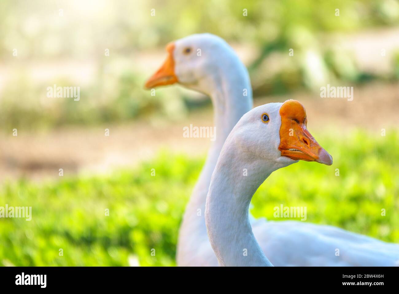 Portrait de deux oies blanches sur un fond lumineux et ensoleillé. Oie domestique, Anser cygnoides domesticus, en profil. Banque D'Images