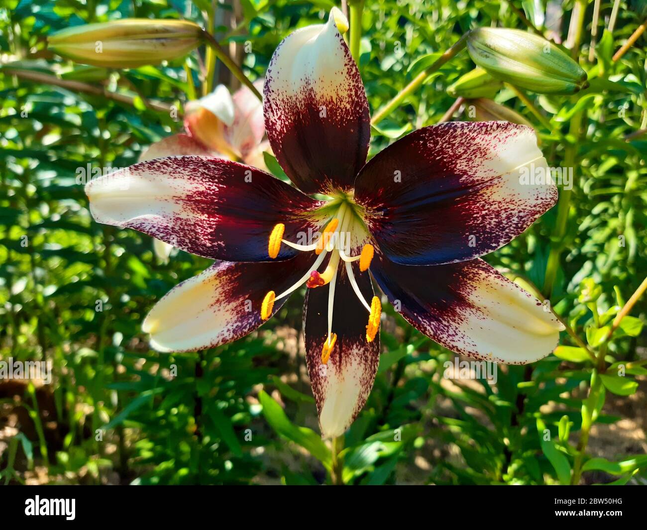 Événement Lilium Stratacciella Banque D'Images