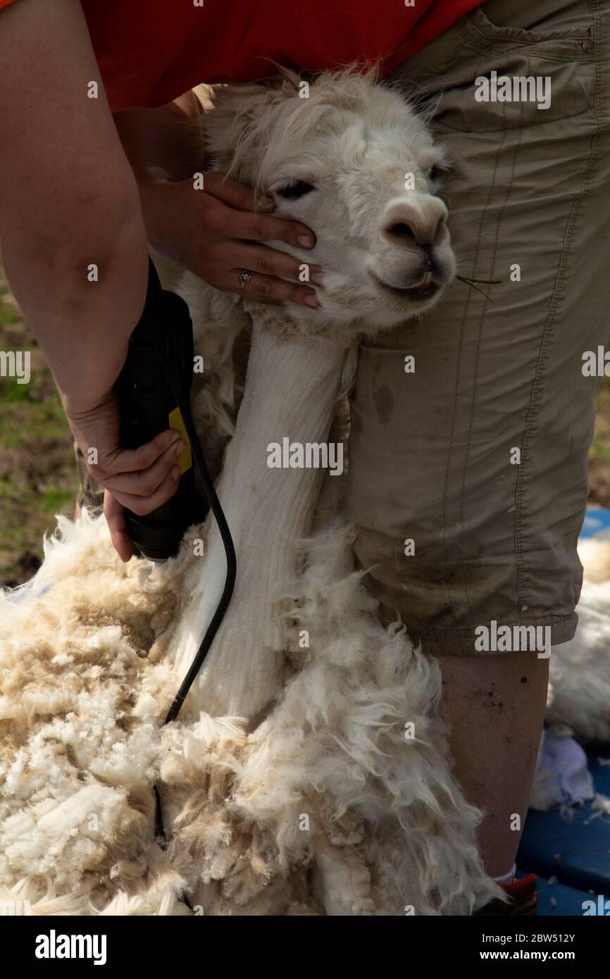 Alpaga blanc se fait couper le cou pour enlever la polaire d'hiver. Banque D'Images