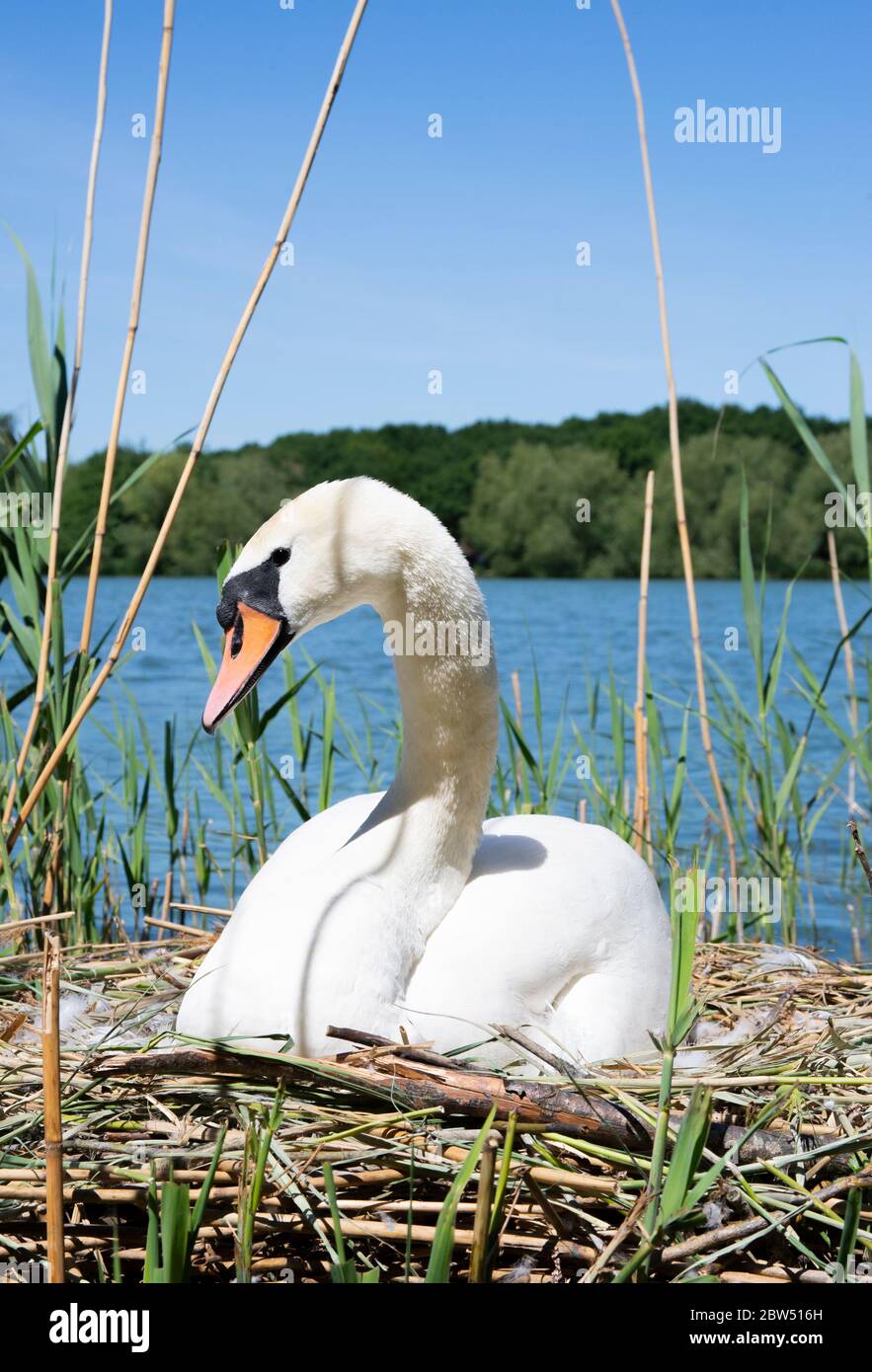 Femelle Mute Swan, Cygnus olor, incubant sept œufs sur nid, Brant Reservoir, également connu sous le nom de Welsh Harp Reservoir, Londres, Royaume-Uni Banque D'Images