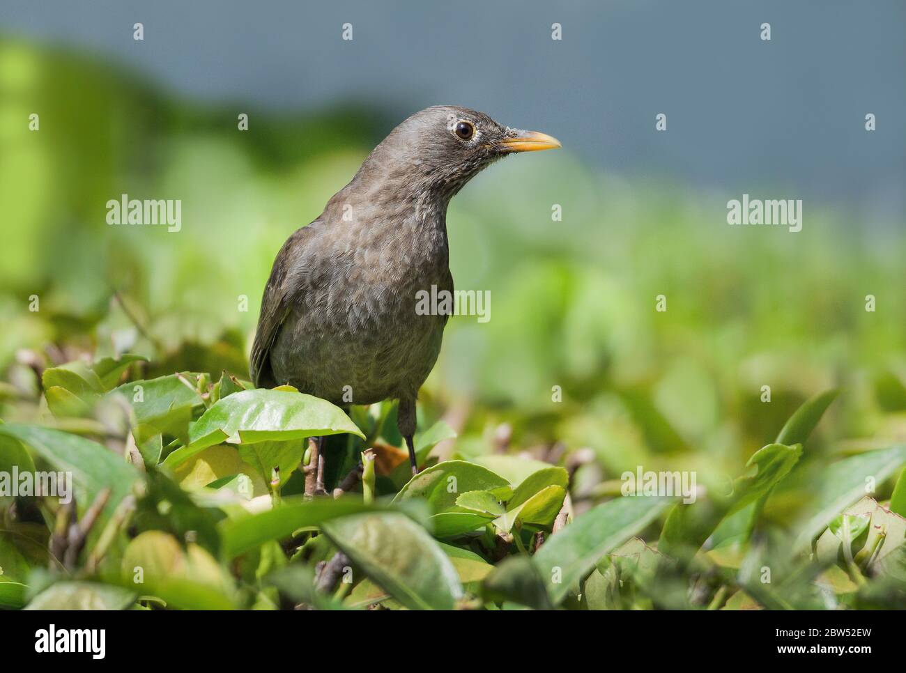 Femelle Blackbird Banque D'Images