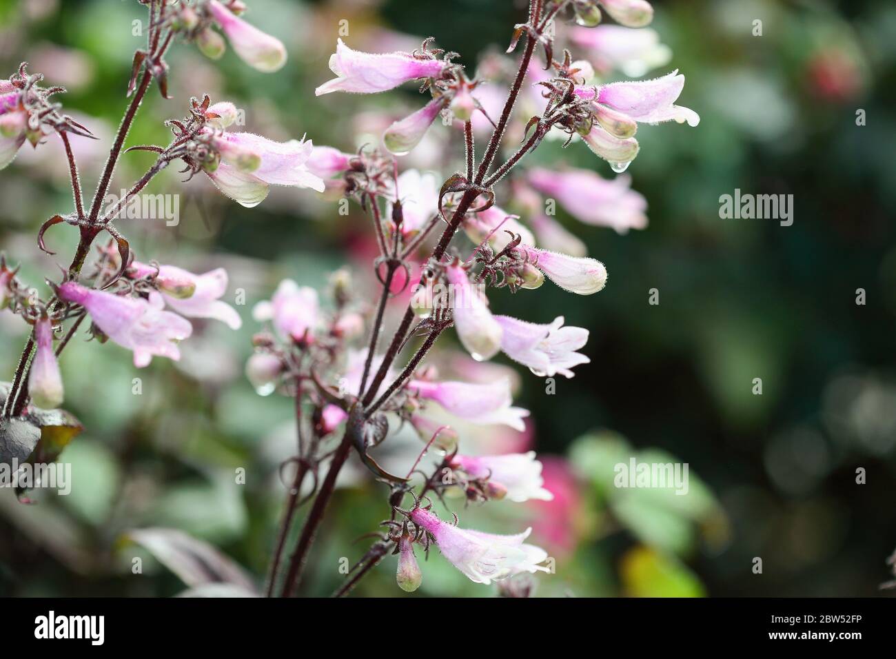 Gros plan de Penstemon couvert de rosée du matin, en poussant une frontière ensoleillée de jardin de fleurs. La plante a des fleurs roses et du voliage violet/vert. Mise au point sélective W Banque D'Images