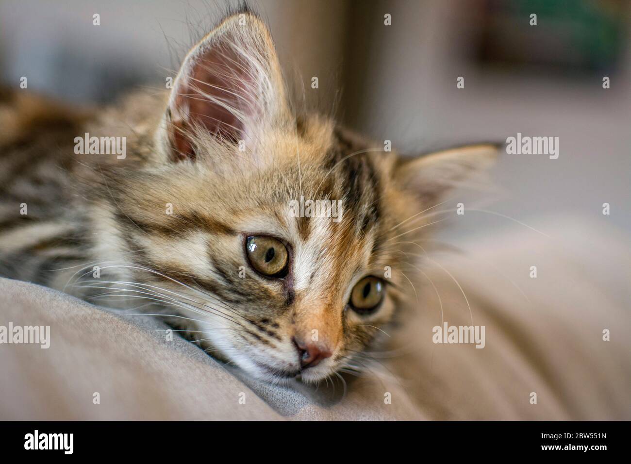Portrait d'un chaton Banque D'Images