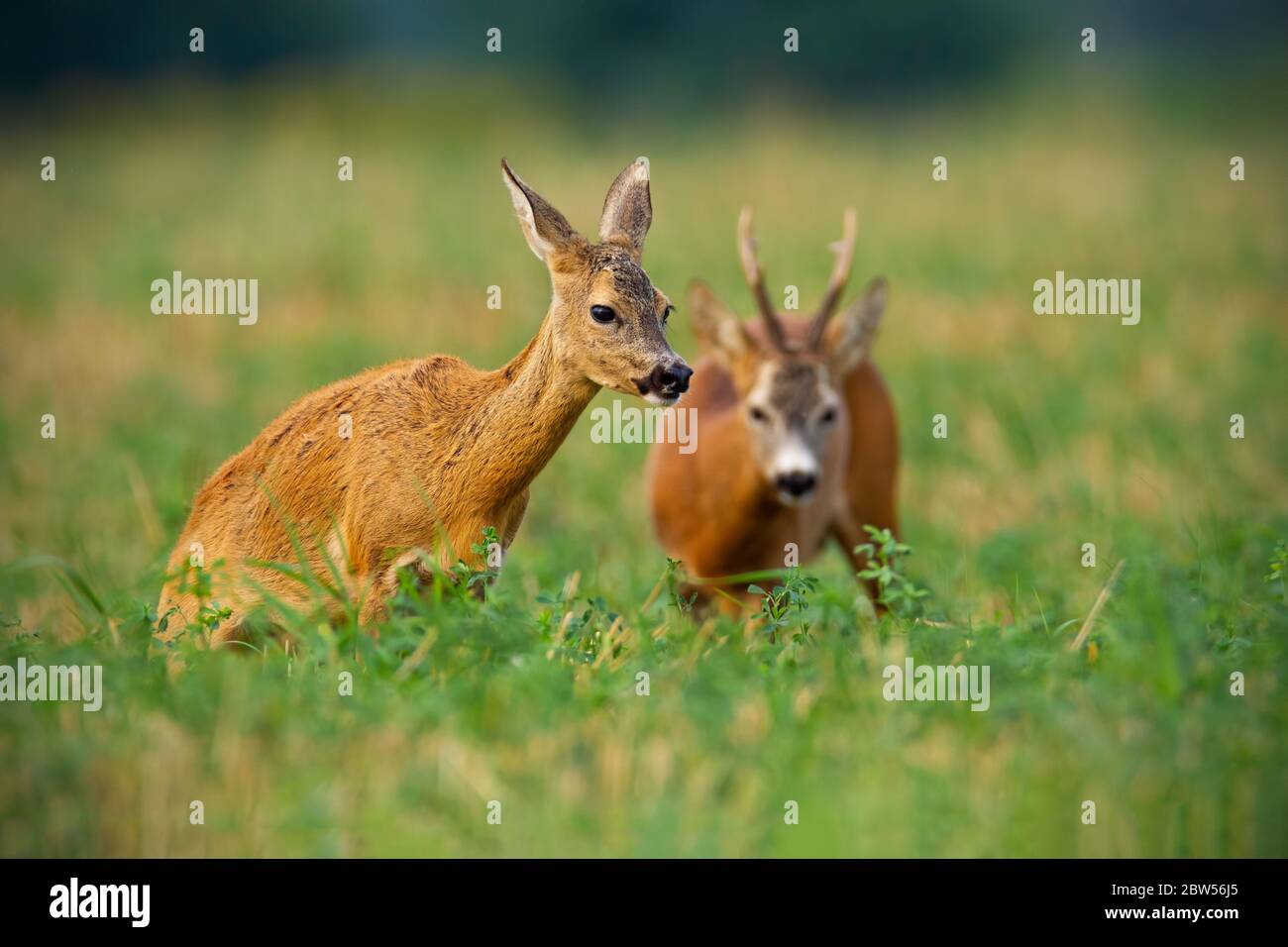 Couple de chevreuils et de does debout sur un terrain de chaume avec trèfle vert Banque D'Images