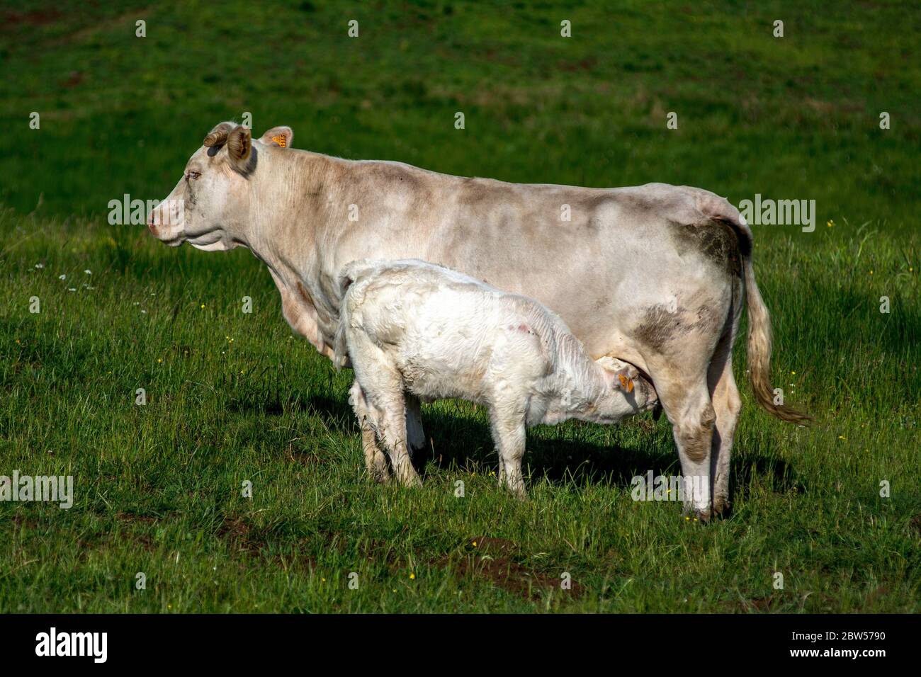 Un jeune veau qui se nourrit de sa mère. Auvergne. France Banque D'Images