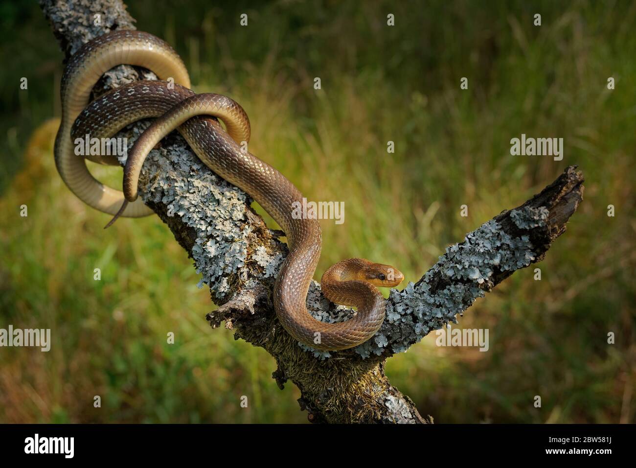 Serpent aesculapien - Zamenis longissimus, Elaphe longissima, serpent vert olive et jaune non venimeux originaire d'Europe, sous-famille des Colubrinae de la famille Banque D'Images