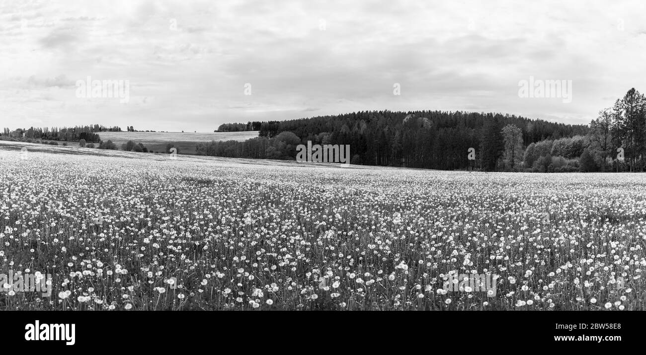 Ballons de pissenlit communs dans un paysage rural panoramique. Taraxacum officinale. Panorama naturel noir et blanc. Têtes de semence fragiles dans les prairies printanières. Banque D'Images