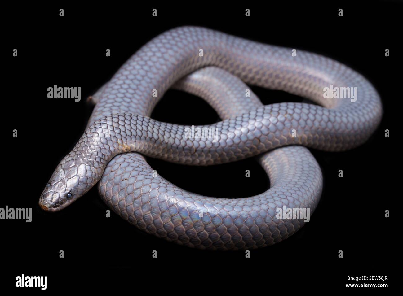 Xenopeltis unicolor se déversant c'est la peau. Noms communs: le serpent sunbeam est un serpent sunbeam non venimeux isolé sur fond noir Banque D'Images