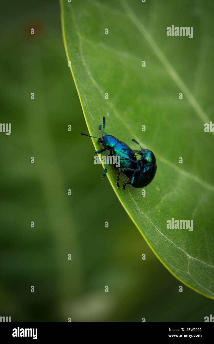 La manière dont les petits insectes bleus se reproduisent Banque D'Images