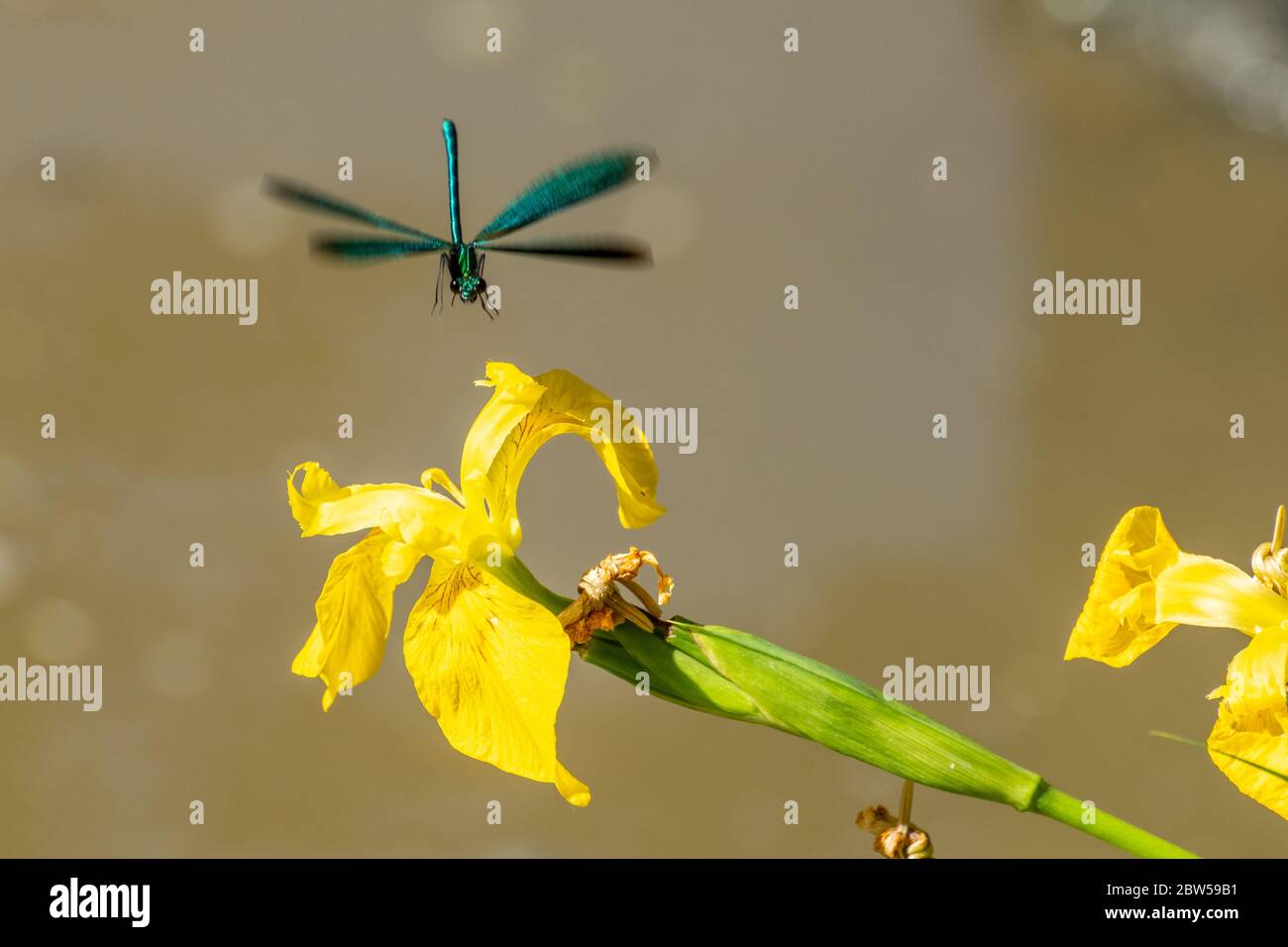 Homme belle demoiselle damsefly (Calopteryx virgo) volant à la terre sur un drapeau jaune iris (Iris pseudocorus), Royaume-Uni Banque D'Images