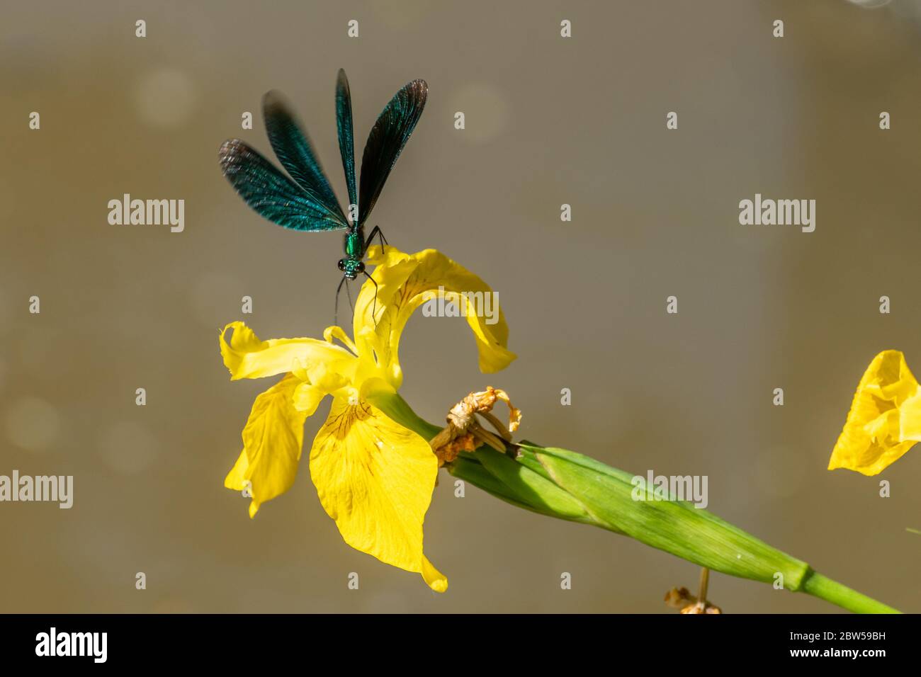 Homme belle demoiselle damsefly (Calopteryx virgo) volant et atterrissage sur un drapeau jaune iris (Iris pseudocorus), Royaume-Uni Banque D'Images