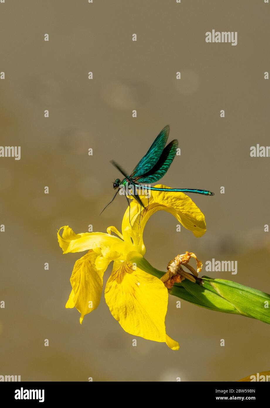 Homme belle demoiselle damsefly (Calopteryx virgo) volant et atterrissage sur un drapeau jaune iris (Iris pseudocorus), Royaume-Uni Banque D'Images