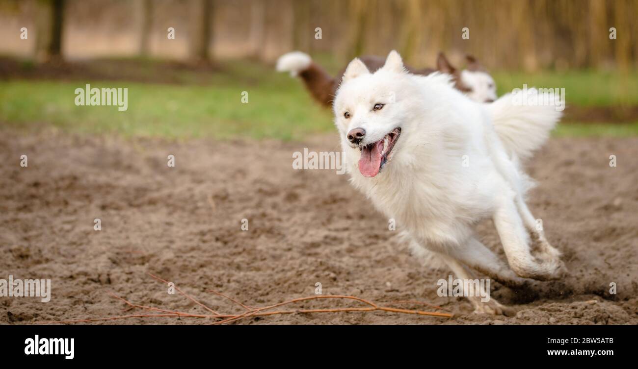 Joli chien blanc doux et doux qui joue et joue au parc pour chiens Banque D'Images
