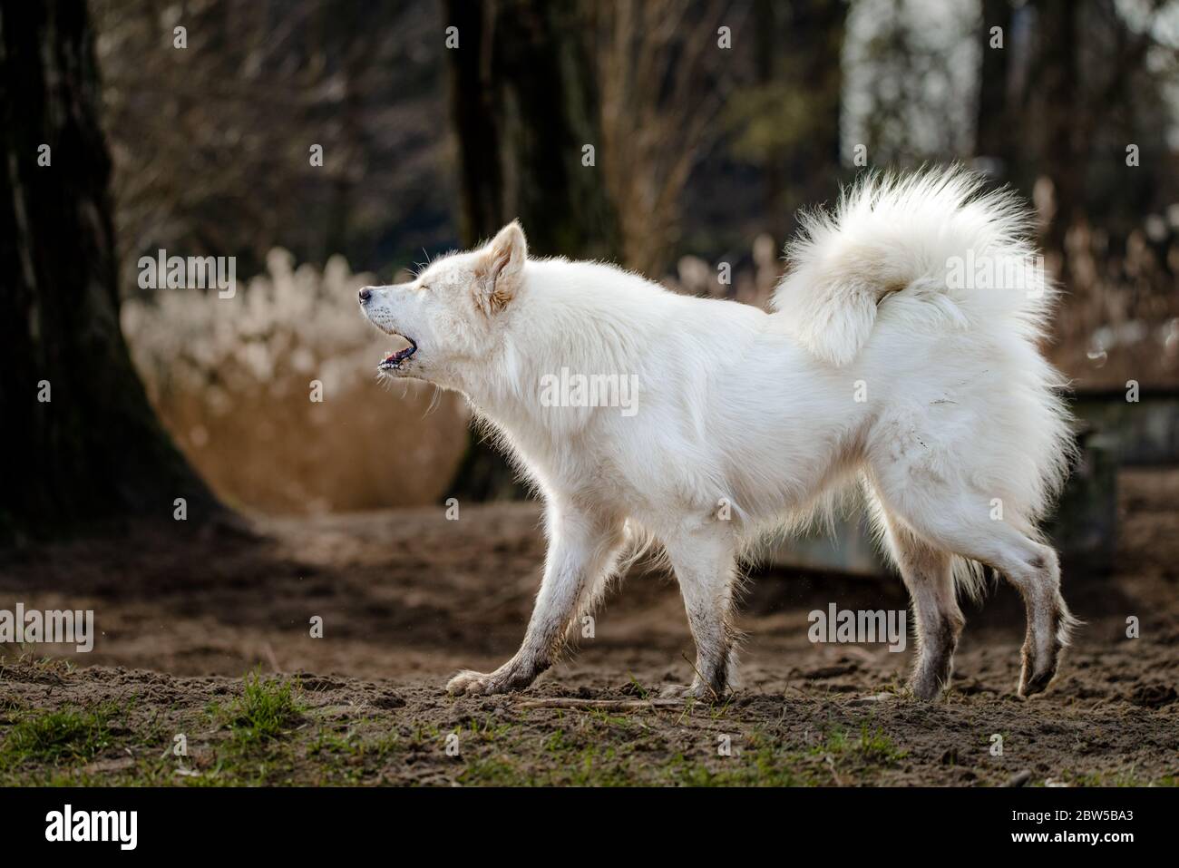 Joli chien blanc moelleux au parc pour chiens Banque D'Images