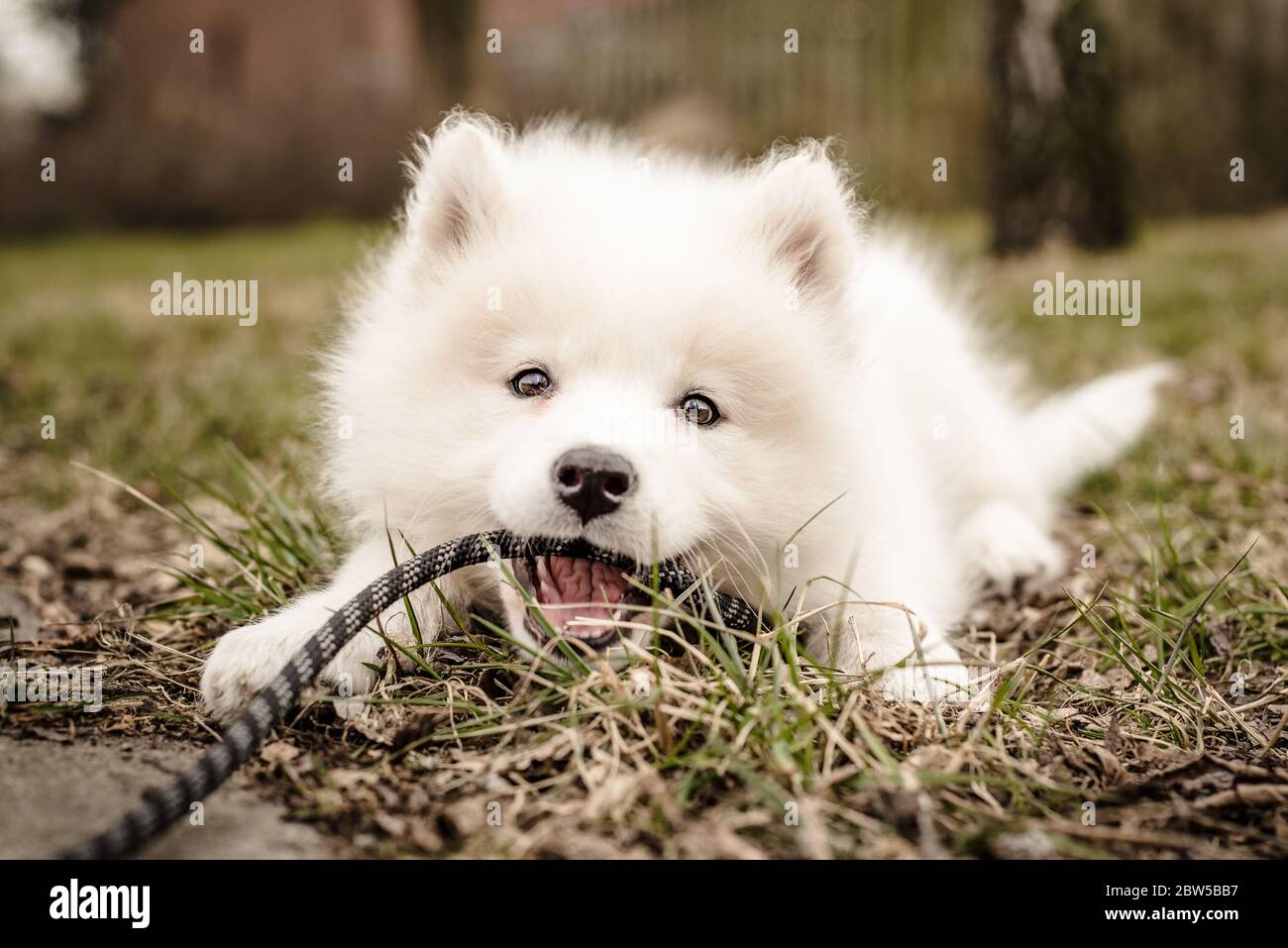Mignon, jeune, ludique, le chiot Samoyed repose dans l'herbe et tient sa laisse dans sa bouche, regardant l'appareil photo avec une expression heureuse et un sourire Banque D'Images