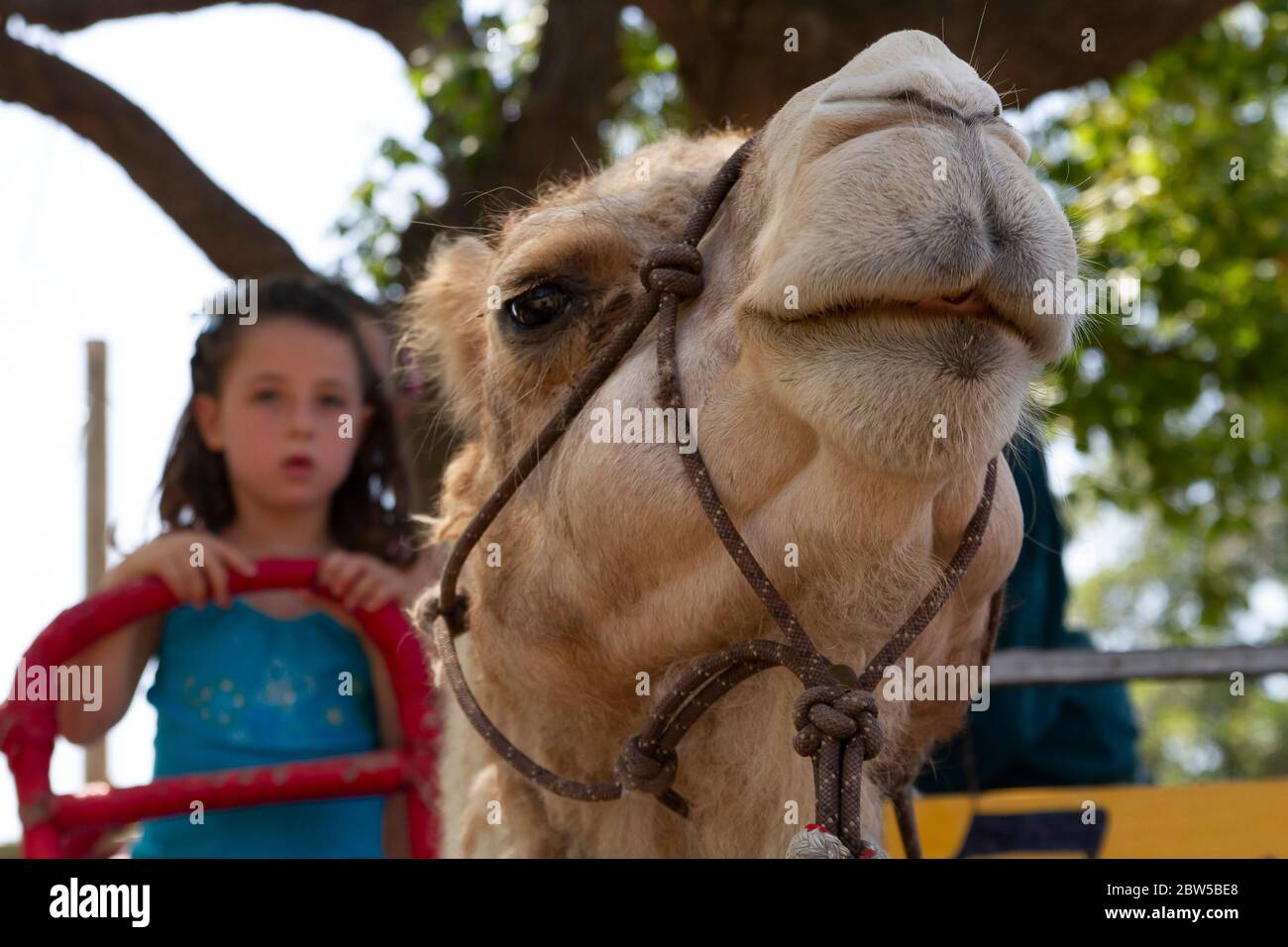 Fille sur un Camel gros plan Banque D'Images