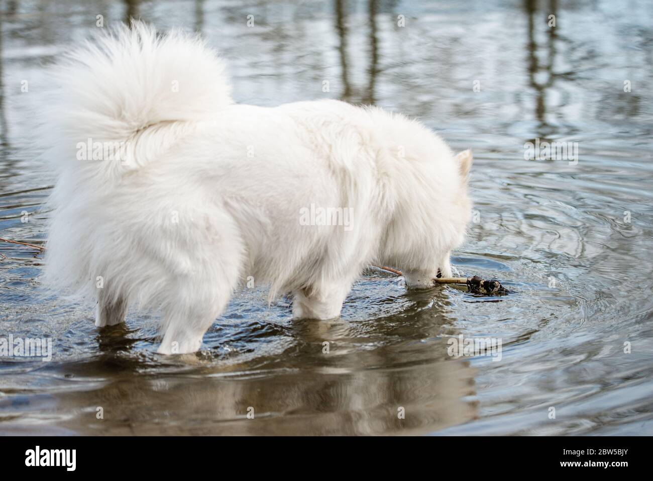 Un joli chien blanc moelleux et doux saisit un bâton de l'eau dans un étang du parc pour chiens Banque D'Images