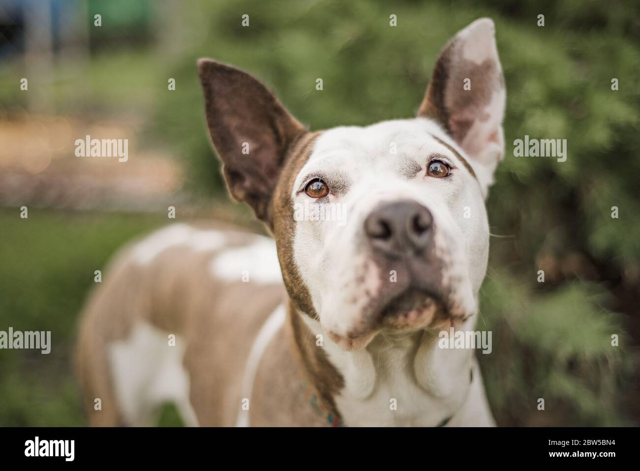 Chien de secours brun et blanc photographié dans sa maison d'accueil Banque D'Images