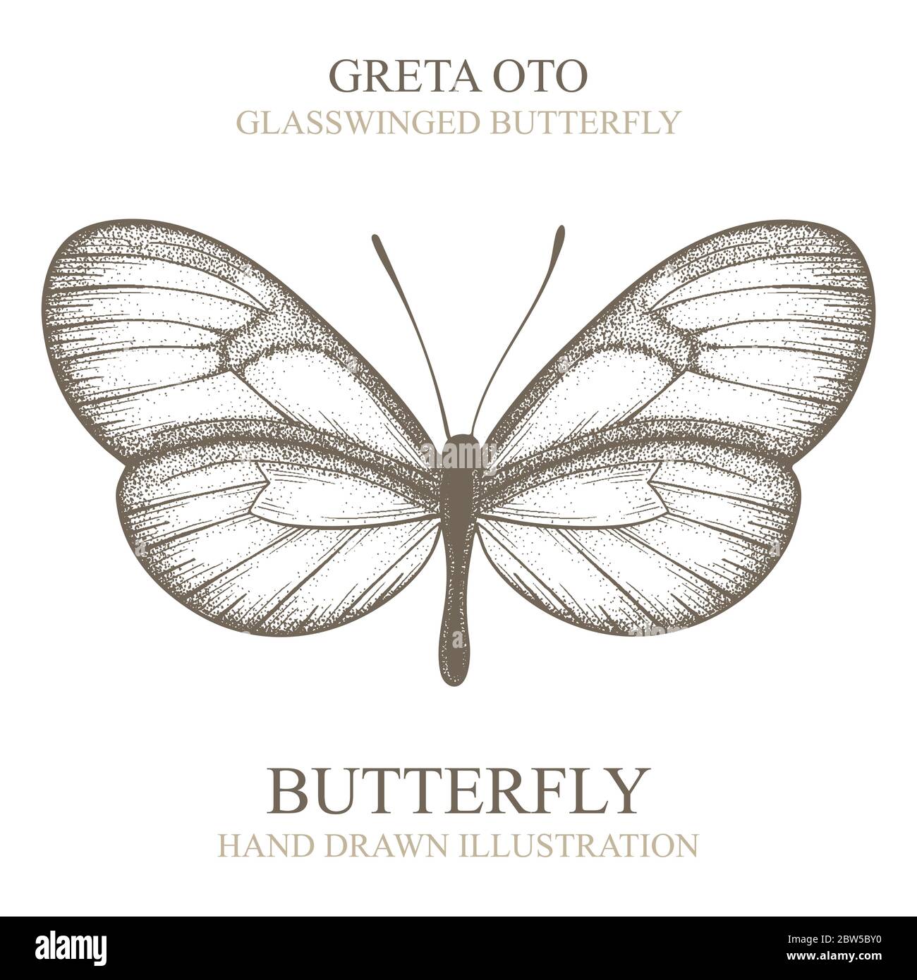 Papillon. Papillon à ailes en verre Oto GRETA. Illustration vectorielle papillon dessinée à la main. Partie de l'ensemble. Illustration de Vecteur