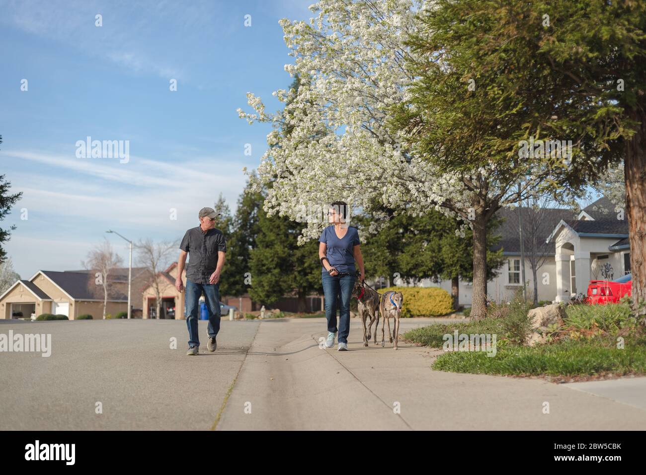 Scène de rue de la zone résidentielle de Californie avec des chiens de randonnée Banque D'Images
