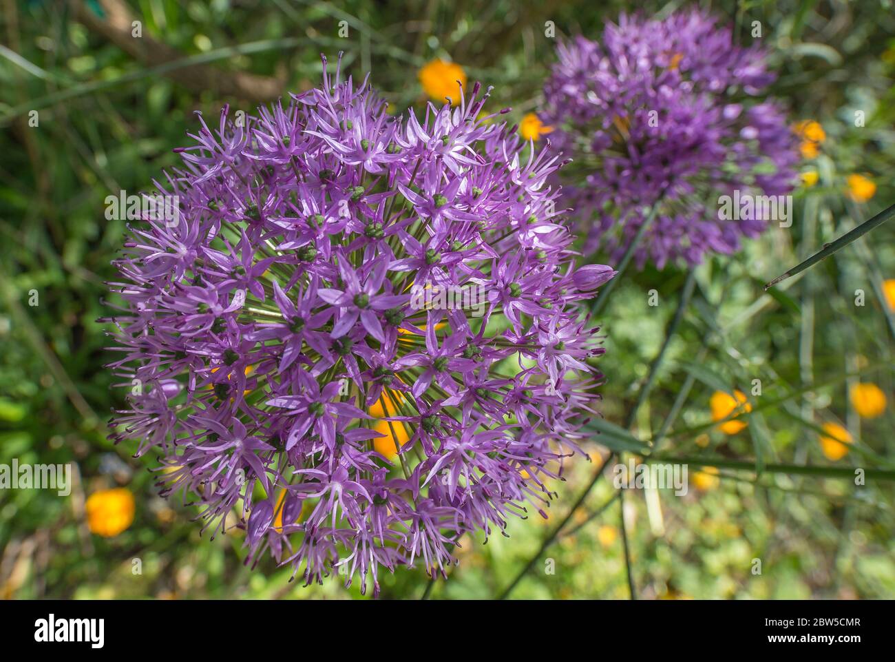 Fleurs de l'allium violet en fleurs sur fond floral vert, jardin botanique VanDusen, Vancouver, Colombie-Britannique, Canada. Banque D'Images