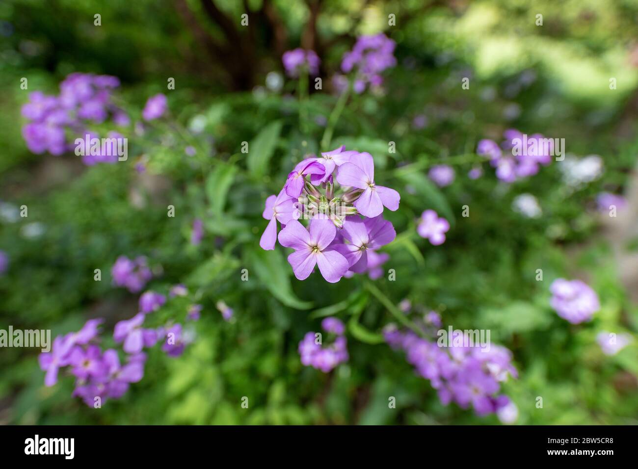 Fleur violette isolée sur fond floral, jardin botanique VanDusen, Vancouver (Colombie-Britannique), Canada. Banque D'Images