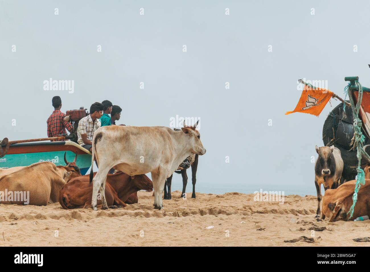 Vaches se reposant parmi des bateaux de pêche sur une plage à Mahabalipuram, Inde Banque D'Images