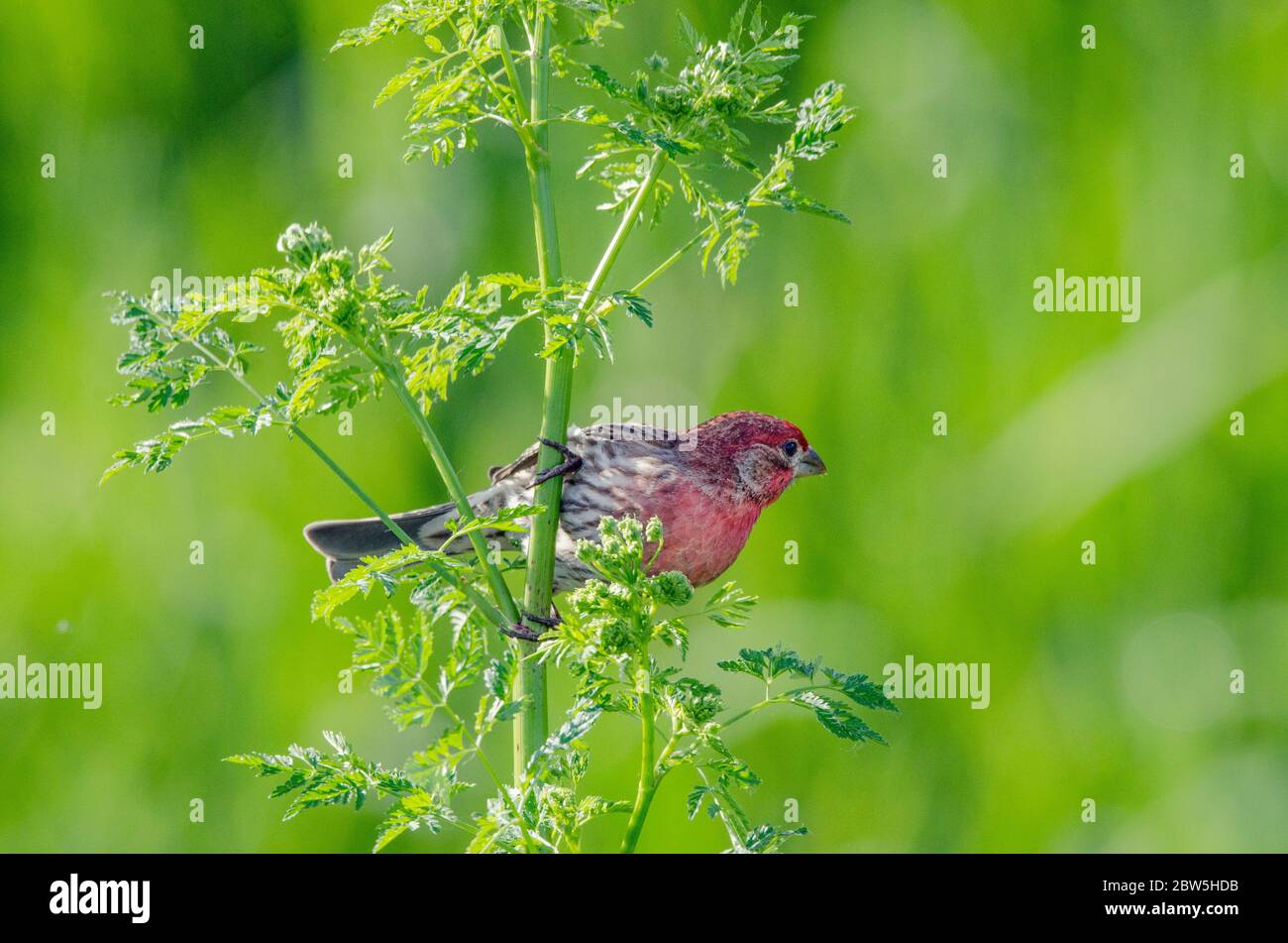 Une maison de Finch perche sur une tige après avoir mangé des feuilles d'une fleur sauvage dans un pré à Redmond, Washington. Banque D'Images