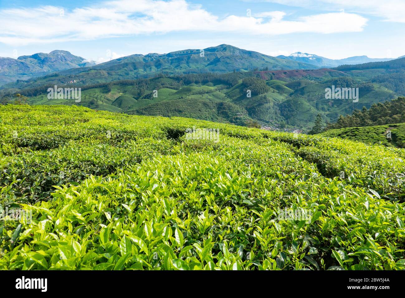 La vue parmi les arbustes de thé haut dans les collines de Munnar, Kerala, Inde, Banque D'Images