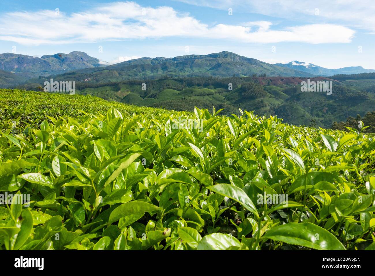 La vue parmi les arbustes de thé haut dans les collines de Munnar, Kerala, Inde, Banque D'Images