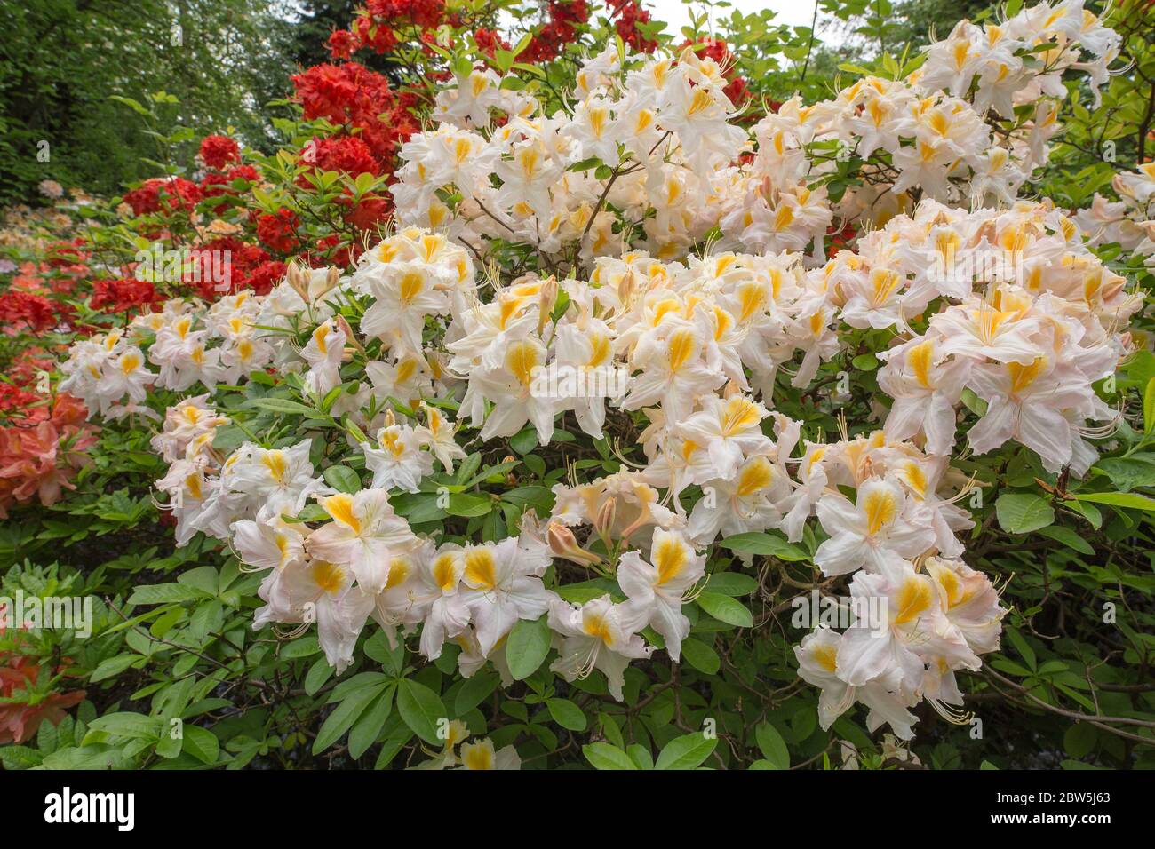 Rhododendron blanc et jaune en fleurs dans le jardin botanique VanDusen, Vancouver (Colombie-Britannique), Canada. Banque D'Images